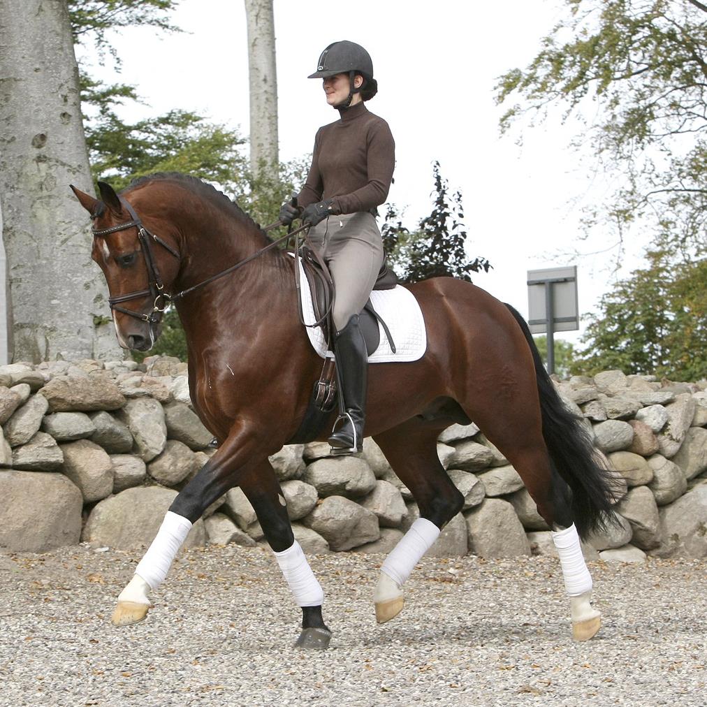 Valesco OLH 821 - Schweres Warmblut - Brun - Stg. 168 cm - *2005