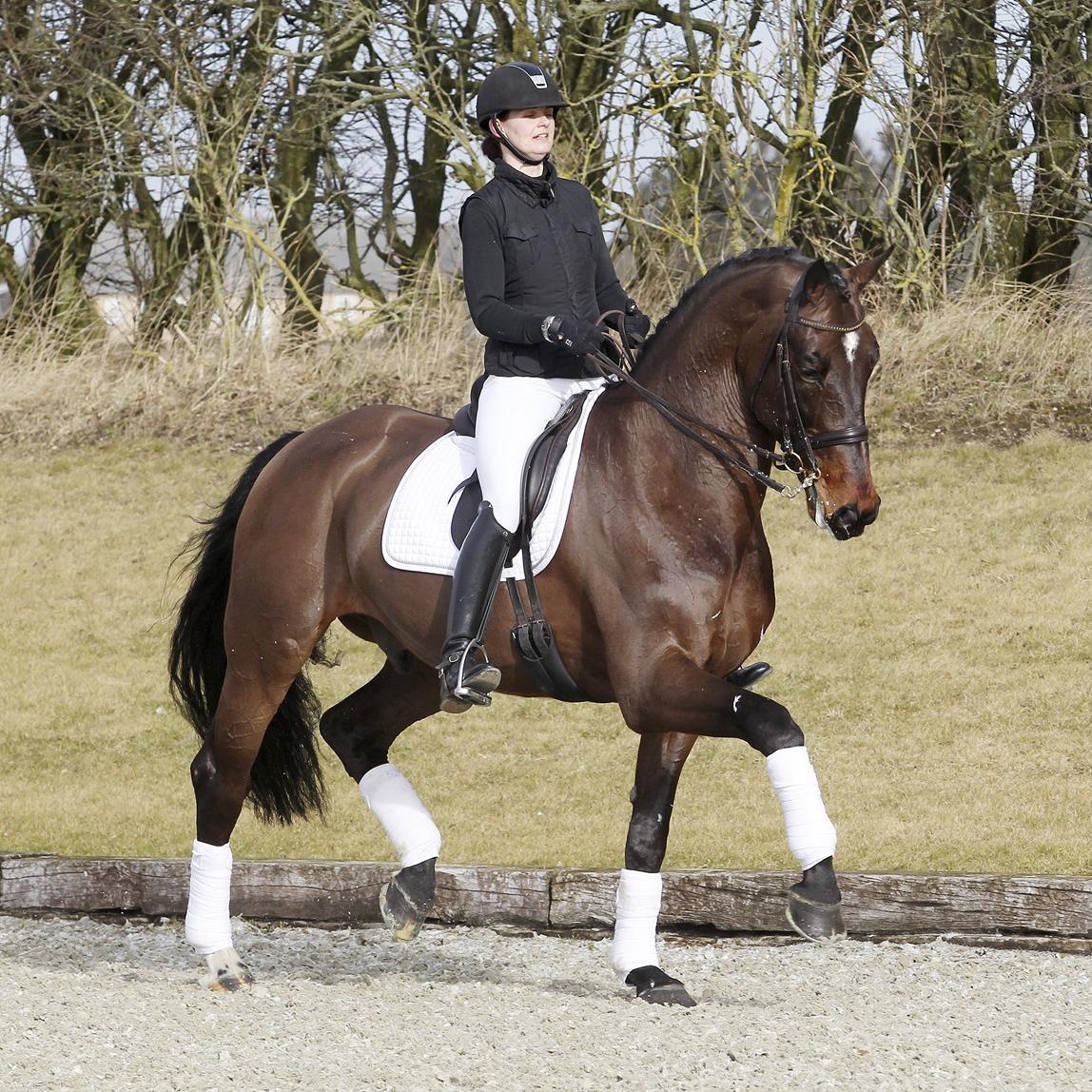 Findus B. OLH 827 - Oldenburger - Brun - Stg. 173 cm - *2005