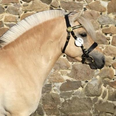 Osvald Kvistgaard - Fjordhingst - Gul - Stg. 144 cm - *2022 