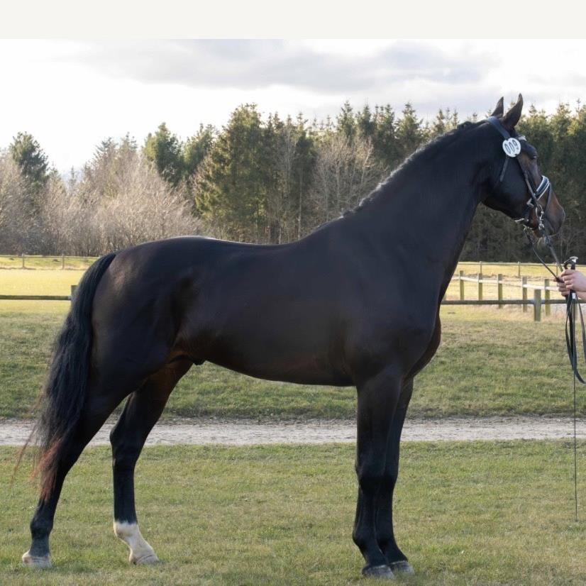 Nando OLH 786 - Schweres Warmblut - Mørkebrun - Stg. 167 cm - *2022
