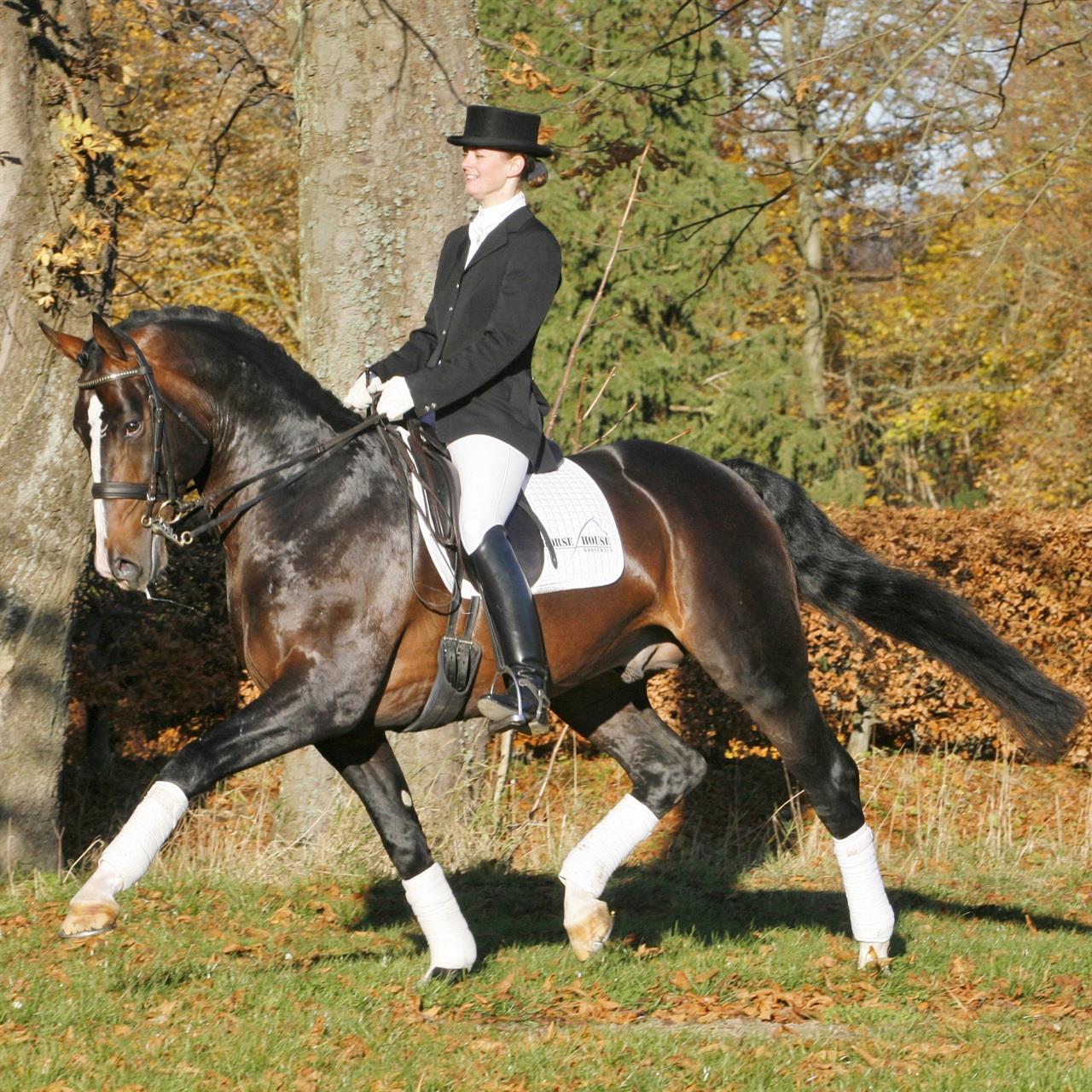 Nando OLH 786 - Schweres Warmblut - Mørkebrun - Stg. 169 cm - *2001